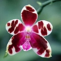 Phalaenopsis mariae