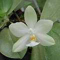 Phalaenopsis micholitzii