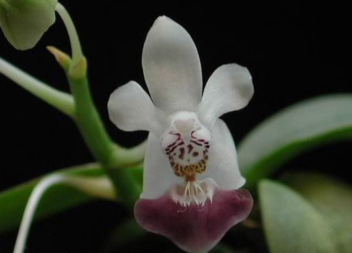 Phalaenopsis parishii