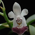 Phalaenopsis parishii