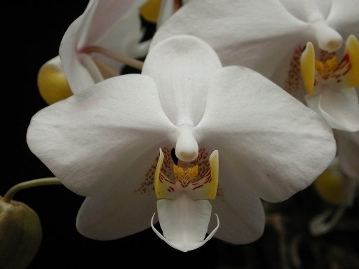 Phalaenopsis philippinensis