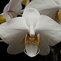 Phalaenopsis philippinensis