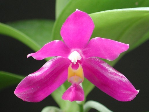 Phalaenopsisn pulchra
