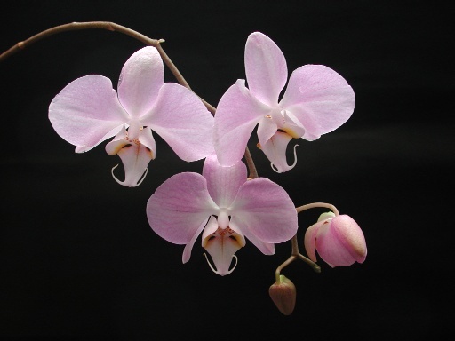 Phalaenopsis sanderiana