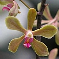 Phalaenopsis stobartiana