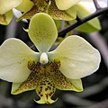 Phalaenopsis stuartiana