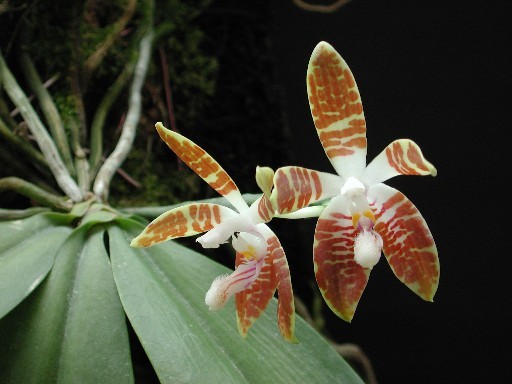 Phalaenopsis sumatrana