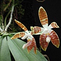 Phalaenopsis sumatrana