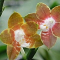 Phalaenopsis venosa