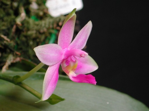 P.violacea var. Sumatra
