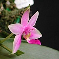 P.violacea var. Sumatra