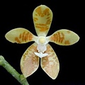 Phalaenopsis viridis