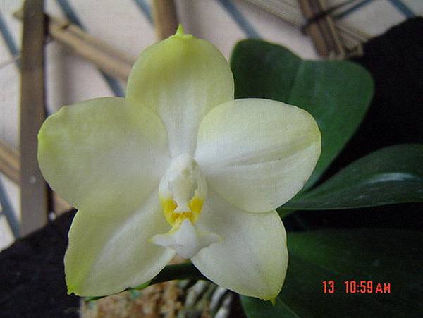 Dtps.Sogo Life x P.Yungho Gelb Canary