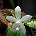 P. tetraspis-2