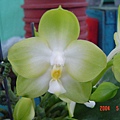 P.Buena Jewel x P.Yungho Gelb Prinecss