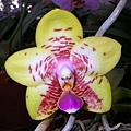 P.Orchid World