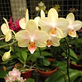 Dtps.Sogo Manager x e.q