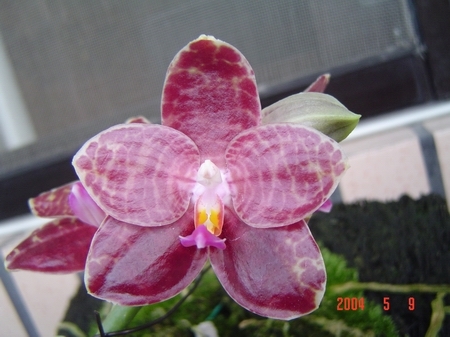 P.Ohl Flame\'YungHo\'AM/TOA=P.Princess Kaiulani x P.gigantea