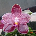 P.Ohl Flame\'YungHo\'AM/TOA=P.Princess Kaiulani x P.gigantea