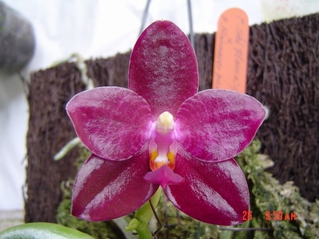 P.Ohl Flame x P.Hannover Passion/P.Ohl Flame = P.Princess Kaiulani x P.gigantea/P.Hannover Passion = P.Gelblieber x P.mariae