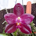 P.Ohl Flame x P.Hannover Passion/P.Ohl Flame = P.Princess Kaiulani x P.gigantea/P.Hannover Passion = P.Gelblieber x P.mariae