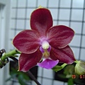 D:\\Orchid(05.15th)\\P.Grosbeak-P.Black Eagle x P.Caribbean Sunset