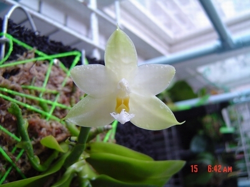 P.Ho\'s Green Wave x P.violacea var alba