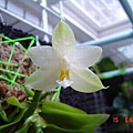 P.Ho\'s Green Wave x P.violacea var alba