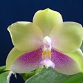 P.violacea