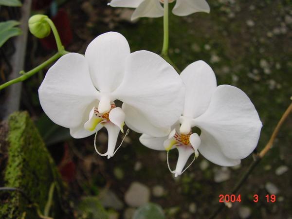 phal.amabilis01.jpg