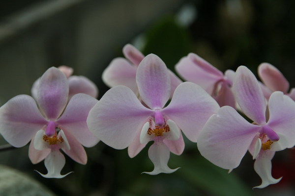 Phal.schilleriana01.jpg