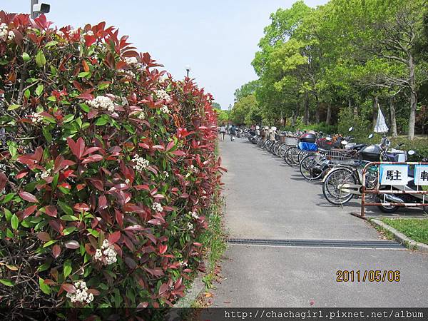 2011_05_06 大阪花博紀念公園 (4).JPG