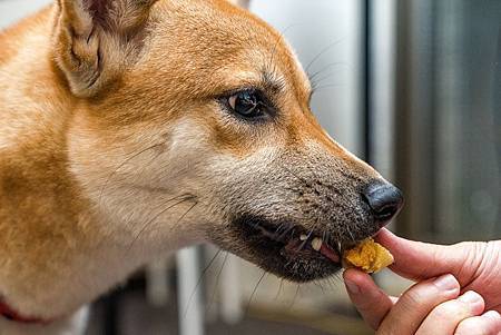 狗狗月餅　柴的犬食堂　狗狗鮮食　寵物料理