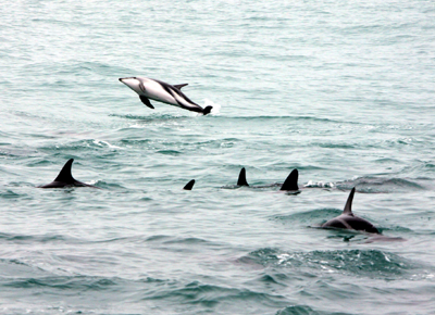 z_photo_these_topic_trip_nz_smallphoto_south_kaikoura_09