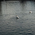 12-06. 琉森湖中戲水的天鵝
