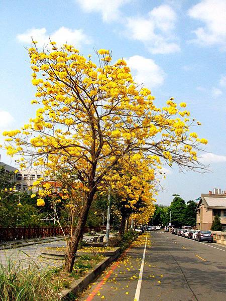 黃花風鈴木13