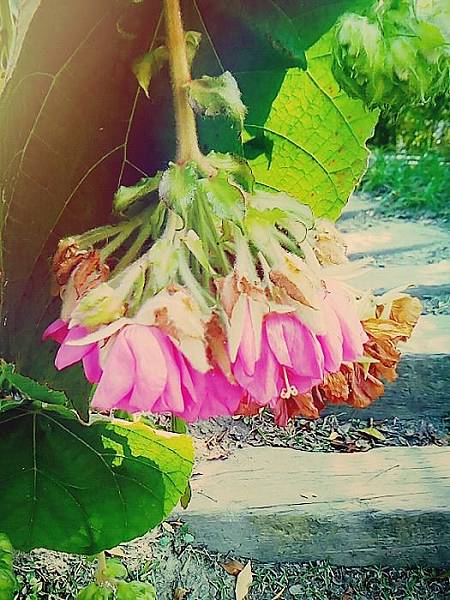 花 (1).jpg