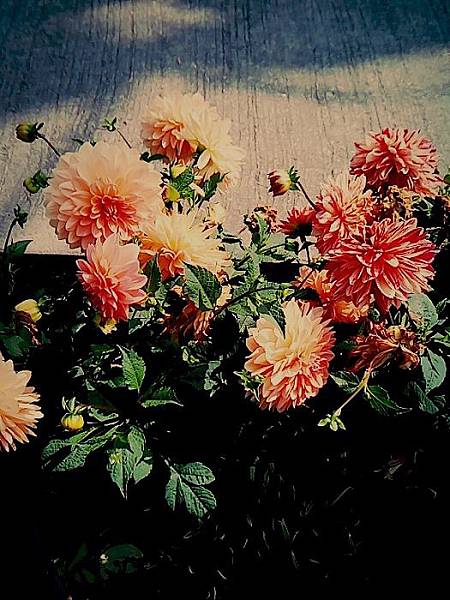 花 (3).jpg