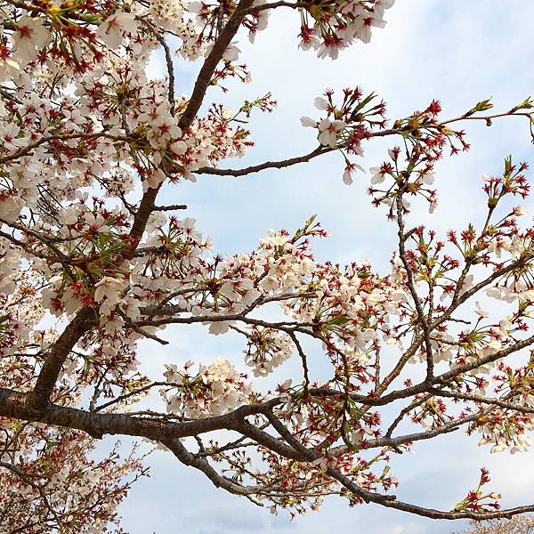 IMG_0223.JPG IMG_0223.JPG