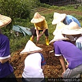 讓日光照射堆肥使其溫度變高.jpg