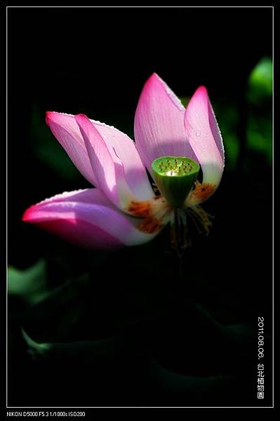 110806--Botanical Garden Waterlily D5000 117-900_nEO_IMG.jpg