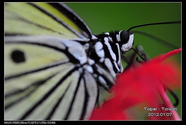 120107--Butterfly D5000 098-800_nEO_IMG.jpg