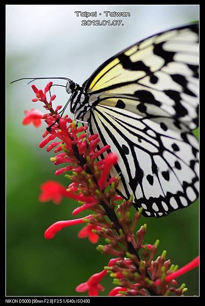 120107--Butterfly D5000 130-800_nEO_IMG.jpg