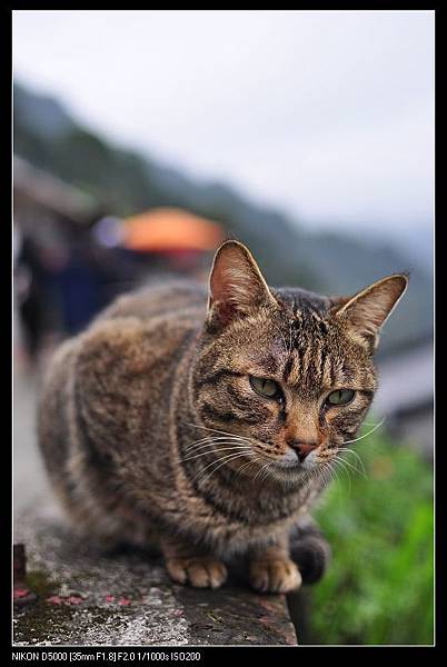 120128--Houtong Village Cats D5000 043-800_nEO_IMG.jpg