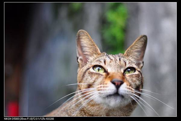 120128--Houtong Village Cats D5000 053-800_nEO_IMG.jpg