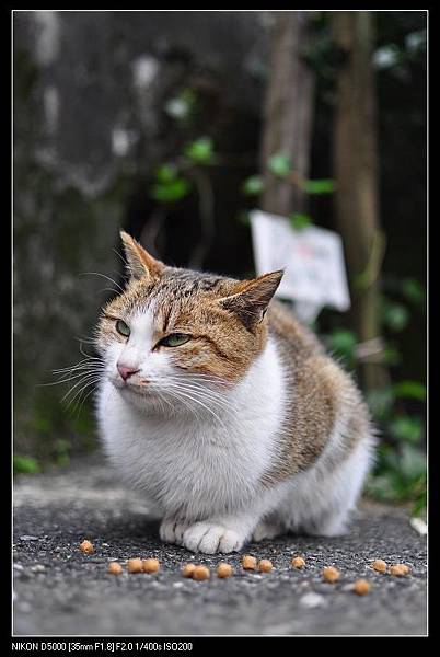 120128--Houtong Village Cats D5000 085-800_nEO_IMG.jpg