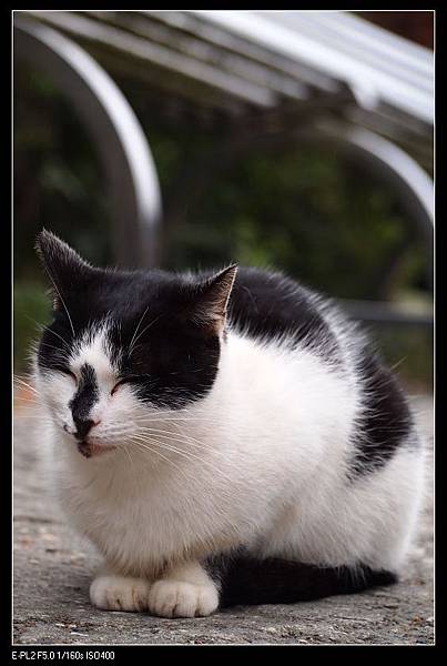 120128--Houtong Village Cats E-PL2 124-800_nEO_IMG.jpg