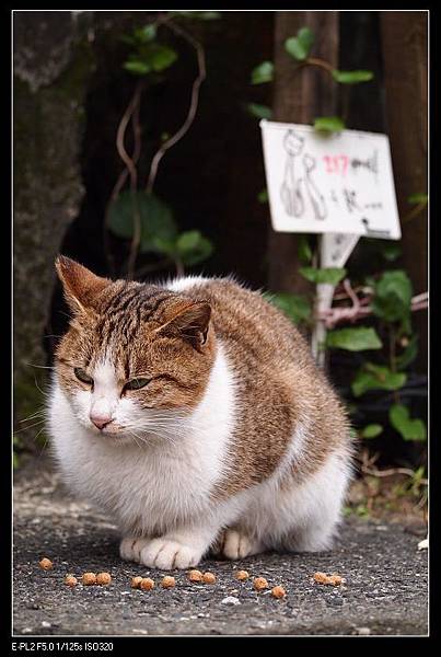 120128--Houtong Village Cats E-PL2 218-800_nEO_IMG.jpg