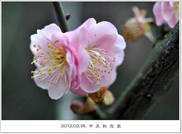 120218--cherry blossoms D5000 008-800-shadow.jpg