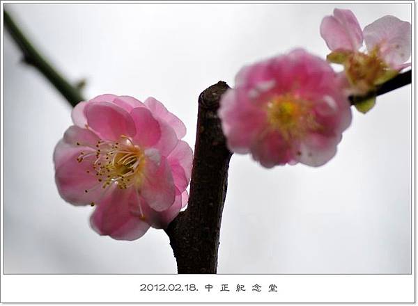 120218--cherry blossoms D5000 029-800-shadow.jpg